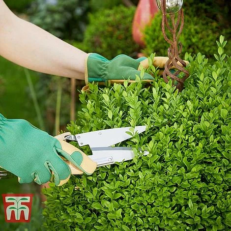 Ligustrum Ovalifolium 5 Ligustrum Ovalifolium - Image 3