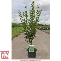 Ligustrum Ovalifolium 15 Ligustrum Ovalifolium -Perfect Greenery LIG T58258 D1