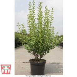 Ligustrum Ovalifolium 16 Ligustrum Ovalifolium -Perfect Greenery LIG T58258 E1