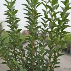 Ligustrum Ovalifolium 14 Ligustrum Ovalifolium -Perfect Greenery LIGU T58258 A h