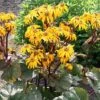 Ligularia Dentata 'Midnight Lady' 2 Ligularia Dentata 'Midnight Lady' -Perfect Greenery LIGU T58404 A h