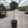 Ligustrum Delavayanum -Perfect Greenery LIGU DELAVAYAN S45849