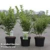 Ligustrum Ovalifolium 'Green Diamond' -Perfect Greenery LIGU GREENDIAM S45850