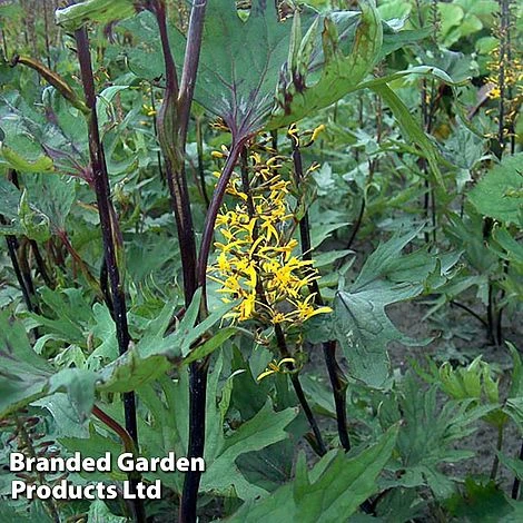 Ligularia Przewalskii 4 Ligularia Przewalskii - Image 2