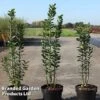 Ligustrum Vulgare 'Straight Talk' -Perfect Greenery LIGU STRAIGHTT S45851