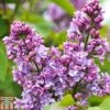 Lilac 'Charles Joly' -Perfect Greenery LILA T79095 A h