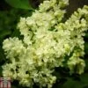 Lilac 'Primrose' -Perfect Greenery LILA T79103 A h
