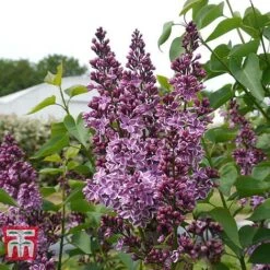 Lilac 'Sensation' -Perfect Greenery LILA T79105 B
