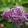 Lilac 'Sensation' -Perfect Greenery LILA T79105 C