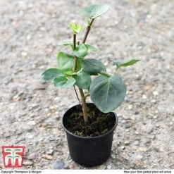 Lilac 'Sensation' -Perfect Greenery LILA T79105 D