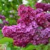 Syringa Vulgaris 'Andenken An Ludwig Späth' -Perfect Greenery LILA T79106 A h