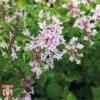 Lilac 'Bloomerang Pink Perfume' -Perfect Greenery LILA T79744 A2