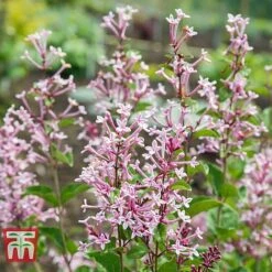 Lilac 'Bloomerang Pink Perfume' 8 Lilac 'Bloomerang Pink Perfume' -Perfect Greenery LILA T79744 B2