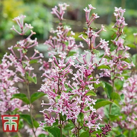 Lilac 'Bloomerang Pink Perfume' 4 Lilac 'Bloomerang Pink Perfume' - Image 2