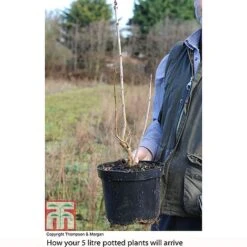 Lilac 'Charles Joly' -Perfect Greenery LILA T81195P B2