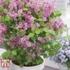 Lilac Dwarf 'Flowerfesta® Pink' -Perfect Greenery LILA TKA1222 A