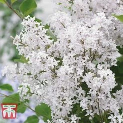 Lilac Dwarf 'Flowerfesta® White' -Perfect Greenery LILA TKA3548 A1