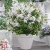Lilac Dwarf 'Flowerfesta® White' -Perfect Greenery LILA TKA3548 B1