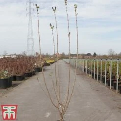 Lilac 'Esther Staley' -Perfect Greenery LILA TKA3550 A