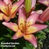 Lily 'Elegant Joy' -Perfect Greenery LILI KC9168 A