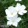 Linum Perenne White 1 Linum Perenne White -Perfect Greenery LINU WHITE1