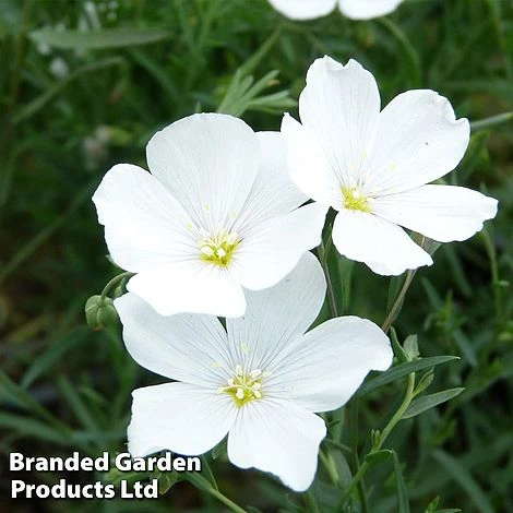 Linum Perenne White 3 Linum Perenne White