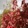 Liquidambar Styraciflua 'Thea' -Perfect Greenery LIQU TKA2067 A