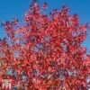 Liquidambar Styraciflua 'Worplesdon' -Perfect Greenery LIQU TKA2069 A