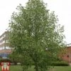 Liriodendron Tulipifera 'Aureomarginatum' -Perfect Greenery LIRI TKA2073 A