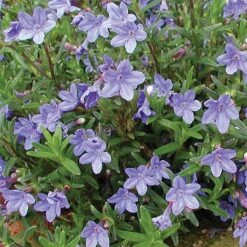 Lithodora Diffusa 'Heavenly Blue' -Perfect Greenery LITH T58406 A h