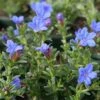 Lithodora Diffusa 'Heavenly Blue' 2 Lithodora Diffusa 'Heavenly Blue' -Perfect Greenery LITH T58406 B h