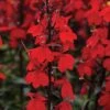 Lobelia 'Starship Scarlet' -Perfect Greenery LOBE T58683 A h