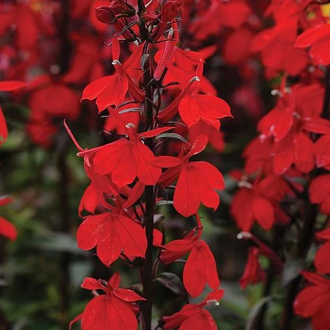 Lobelia 'Starship Scarlet' 3 Lobelia 'Starship Scarlet'