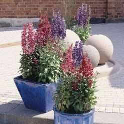 Perfect Greenery -Perfect Greenery LOBE T64356 B h