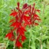 Lobelia Cardinalis (Marginal Aquatic) -Perfect Greenery LOBE T78316 A h