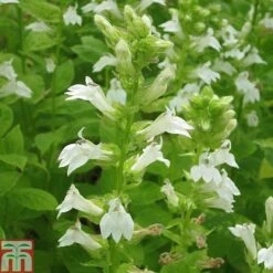 Lobelia Siphilitica F. Albiflora 'Alba' (Marginal Aquatic)