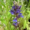Lobelia X Speciosa 'Vedrariensis' (Marginal Aquatic) -Perfect Greenery LOBE T78326 A h