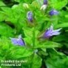 Lobelia Siphilitica Blue -Perfect Greenery LOBE BLUE1