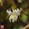 Lonicera X Purpusii 'Winter Beauty' -Perfect Greenery LONI T58210 A