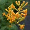 Honeysuckle 'Golden Trumpet' -Perfect Greenery LONI T63573 A h