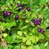 Lonicera Pileata -Perfect Greenery LONI T66344 A