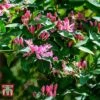 Lonicera Tatarica 'Hack's Red' -Perfect Greenery LONI T66346 A