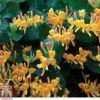 Lonicera X Tellmanniana -Perfect Greenery LONI T80315 A h