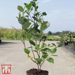 Lonicera Nitida 'Lemon Beauty' -Perfect Greenery LONI TKA3230 A