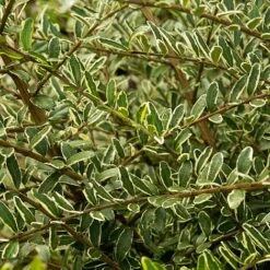 Lonicera Nitida 'Lemon Beauty' -Perfect Greenery LONI TKA3230 NOW1