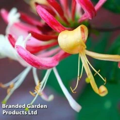 Honeysuckle 'Dart's World' -Perfect Greenery LONI WKB6545 A