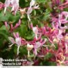 Lonicera Periclymenum -Perfect Greenery LONI BELGICA T01823