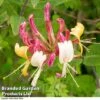 Lonicera Henryi -Perfect Greenery LONI HENRYI R44899