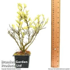 Lonicera Pileata -Perfect Greenery LONI PILEAT9CM T50089