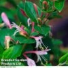 Lonicera Japonica 'Red World' 2 Lonicera Japonica 'Red World' -Perfect Greenery LONI REDWORLD R44900